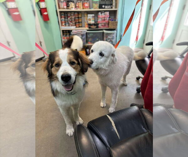 Medium Photo #8 Great Pyrenees-Saint Bernard Mix Puppy For Sale in Oakhurst, NJ, USA