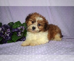 YorkiePoo Puppy for sale in BARNESVILLE, KS, USA