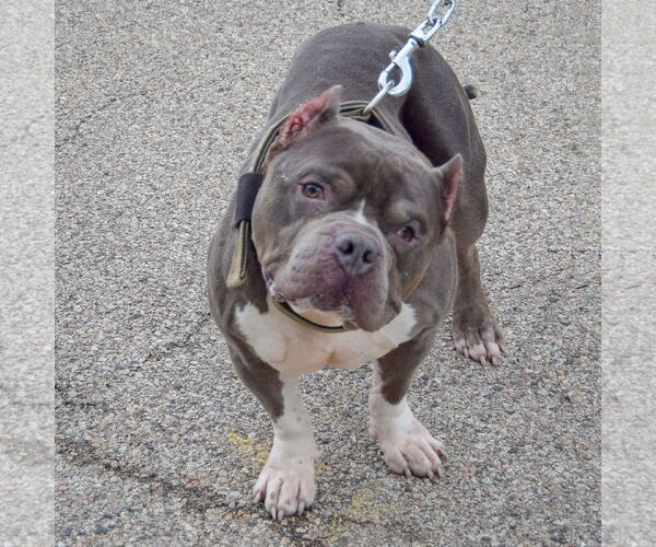 Medium Photo #5 Olde Bulldog Puppy For Sale in Huntley, IL, USA