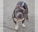 Small #4 Olde Bulldog