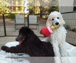 Small Photo #15 Poodle (Standard) Puppy For Sale in BROOKSVILLE, FL, USA