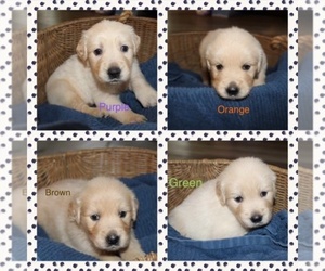 Golden Retriever Puppy for sale in EUGENE, OR, USA