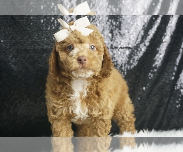 Medium Photo #5 Poodle (Toy) Puppy For Sale in WARSAW, IN, USA