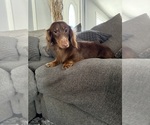 Small Photo #1 Dachshund Puppy For Sale in JOHNSTON, RI, USA