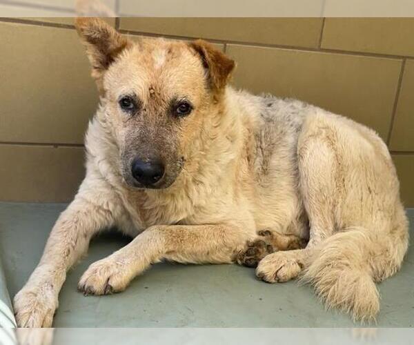 Medium Photo #2 German Shepherd Dog-Unknown Mix Puppy For Sale in Riverside, CA, USA