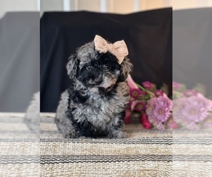 Poodle (Miniature) Puppy for sale in COAL CITY, IN, USA