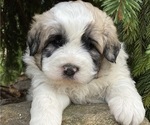 Puppy 1 Great Pyrenees-Poodle (Miniature) Mix