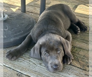 Labrador Retriever Puppy for sale in BYRON CENTER, MI, USA