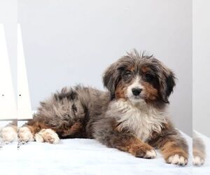 Bernedoodle (Miniature) Puppy for sale in LIVINGSTON, WI, USA