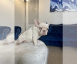 Small Photo #24 French Bulldog Puppy For Sale in ORLANDO, FL, USA