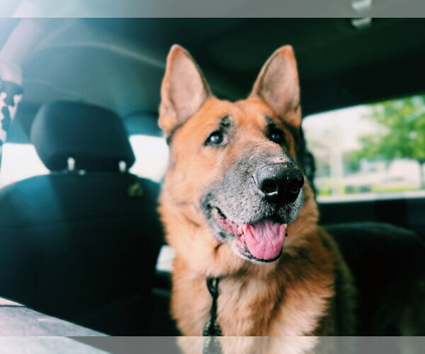 Medium Photo #2 German Shepherd Dog Puppy For Sale in Lakemore, OH, USA