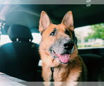 Small #1 German Shepherd Dog