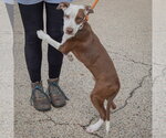 Small Photo #3 American Staffordshire Terrier-Red Heeler Mix Puppy For Sale in Huntley, IL, USA