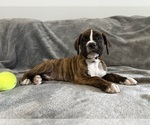 Small #5 Boxer