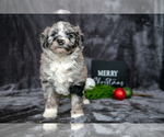 Puppy Reed Aussiedoodle Miniature 