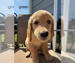 Medium Golden Retriever