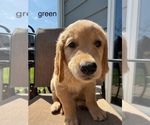 Puppy green Golden Retriever