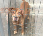 Small #5 Boxador