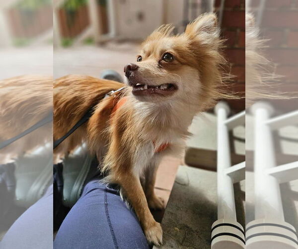 Medium Photo #5 Pomeranian Puppy For Sale in Lebanon, PA, USA