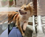 Small #4 Pomeranian