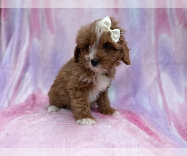Medium Photo #7 Cavapoo (Standard) Puppy For Sale in LAKELAND, FL, USA