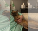 Small #1 French Bulldog