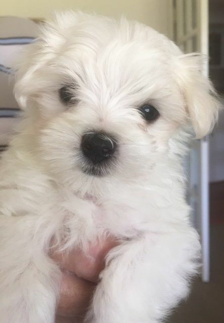 Medium Photo #1 Maltese Puppy For Sale in CHARLESTON, WV, USA