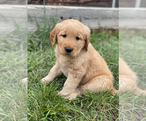 Golden Retriever Puppy for sale in LITCHFIELD, MN, USA