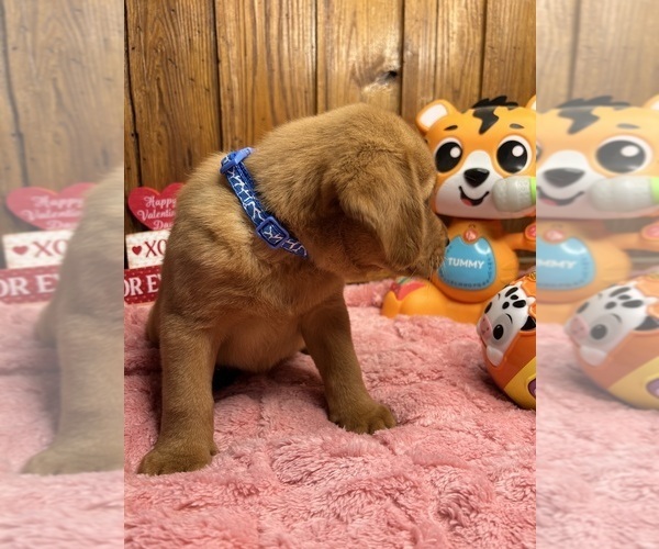 Medium Photo #3 Labrador Retriever Puppy For Sale in NEOLA, WV, USA