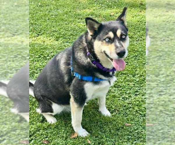 Medium Photo #3 German Shepherd Dog-Siberian Husky Mix Puppy For Sale in Petaluma, CA, USA