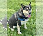 Small #2 German Shepherd Dog-Siberian Husky Mix