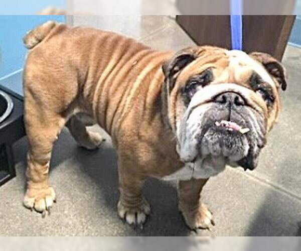 Medium Photo #1 Bulldog Puppy For Sale in Houston, TX, USA