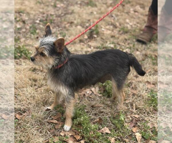 Medium Photo #3 Mutt Puppy For Sale in Yardley, PA, USA