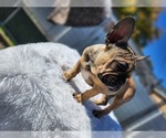 Small Photo #2 French Bulldog Puppy For Sale in EVERGREEN PARK, IL, USA