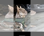 Small Photo #1 French Bulldog Puppy For Sale in FAIRFIELD, CA, USA