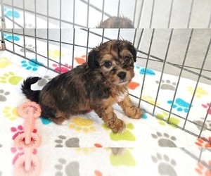 Havapoo Puppy for sale in ORO VALLEY, AZ, USA
