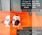 Image preview for Ad Listing. Nickname: Enzo