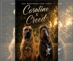 Small Photo #1 Cane Corso Puppy For Sale in COLLINSTON, LA, USA