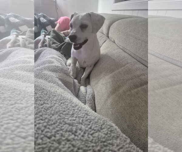 Medium Photo #8 Chihuahua Puppy For Sale in Rosenberg, TX, USA