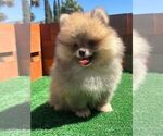 Small #4 Pomeranian
