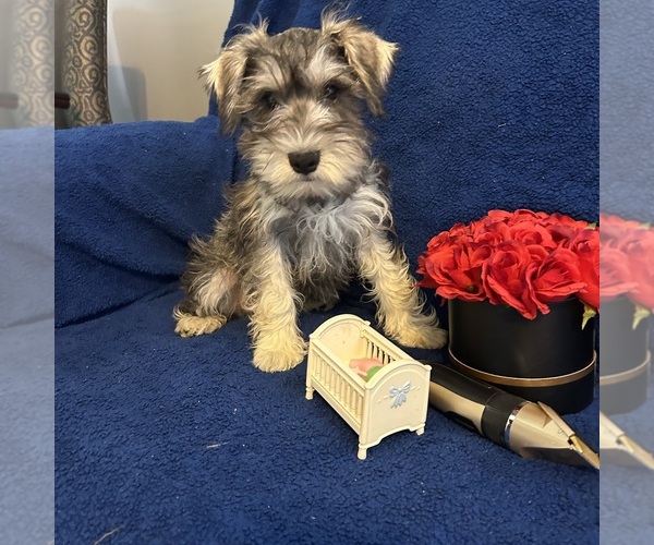 Medium Photo #11 Schnauzer (Miniature) Puppy For Sale in BRIDGETON, NJ, USA