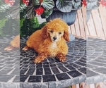 Puppy 1 Poodle (Miniature)
