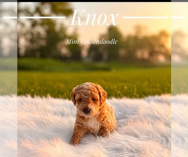 Medium Photo #9 Goldendoodle (Miniature) Puppy For Sale in LANSING, IL, USA