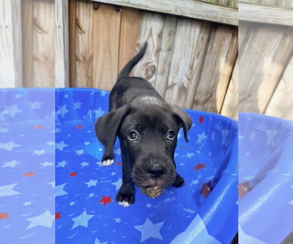 Medium Photo #5 Mutt Puppy For Sale in Orlando, FL, USA