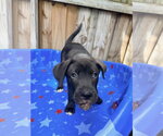 Small #4 Mutt