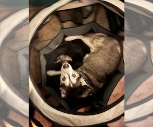 Mother of the Alaskan Klee Kai-Shiba Inu Mix puppies born on 12/21/2024
