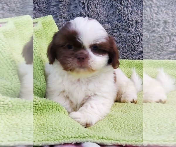 Medium Photo #1 Shih Tzu Puppy For Sale in DONGOLA, IL, USA