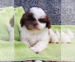 Small Photo #1 Shih Tzu Puppy For Sale in DONGOLA, IL, USA