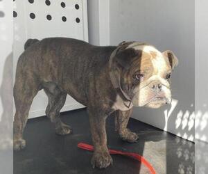 Bulldog Dogs for adoption in Redlands, CA, USA