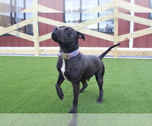 American Pit Bull Terrier Dogs for adoption in Chestertown, MD, USA